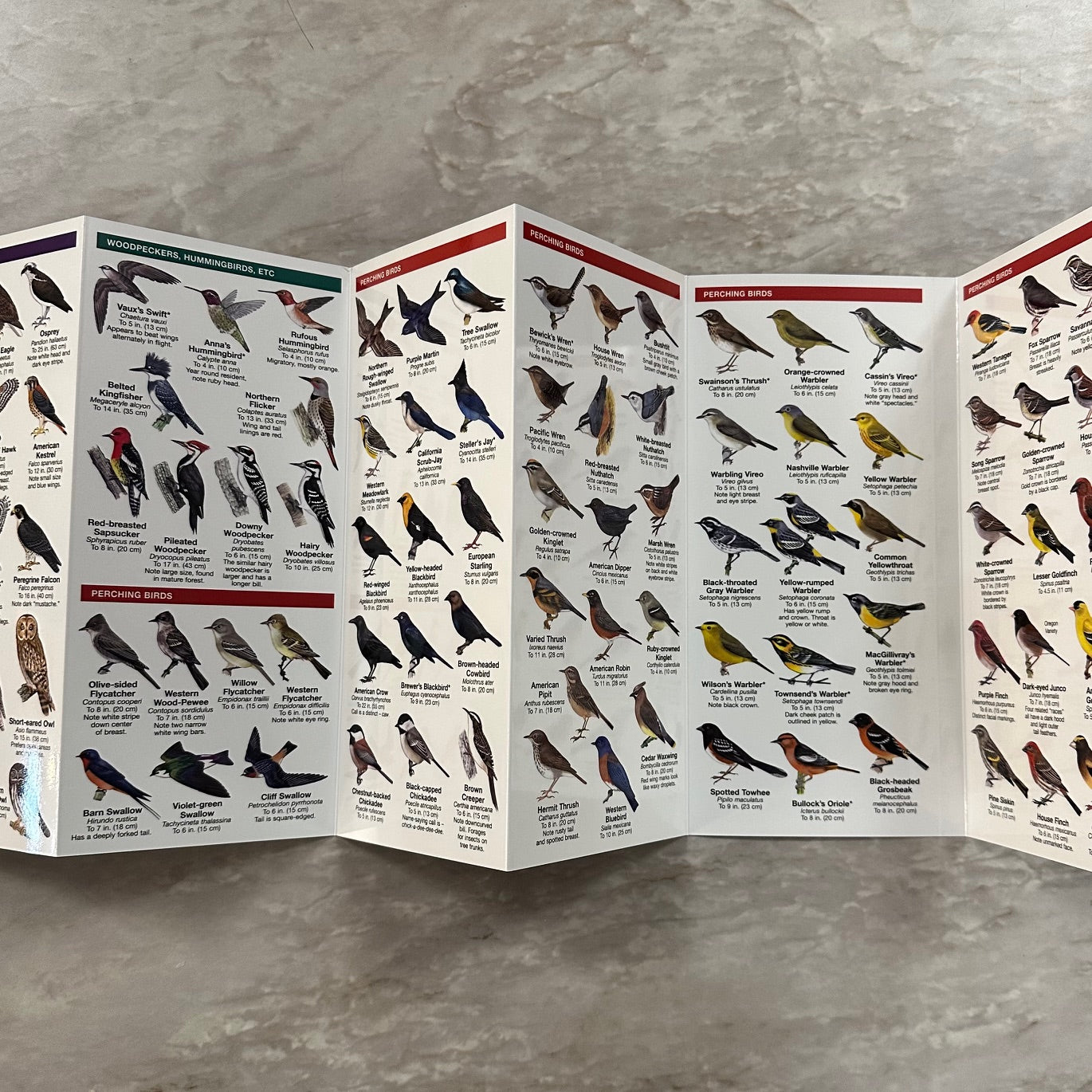 Portland Birds Pocket Guide