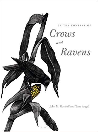 In the Company of Crows & Ravens